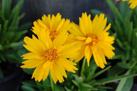 G5301 Coreopsis Grandiflora Double The Sun - View 1 from www redcrocus com