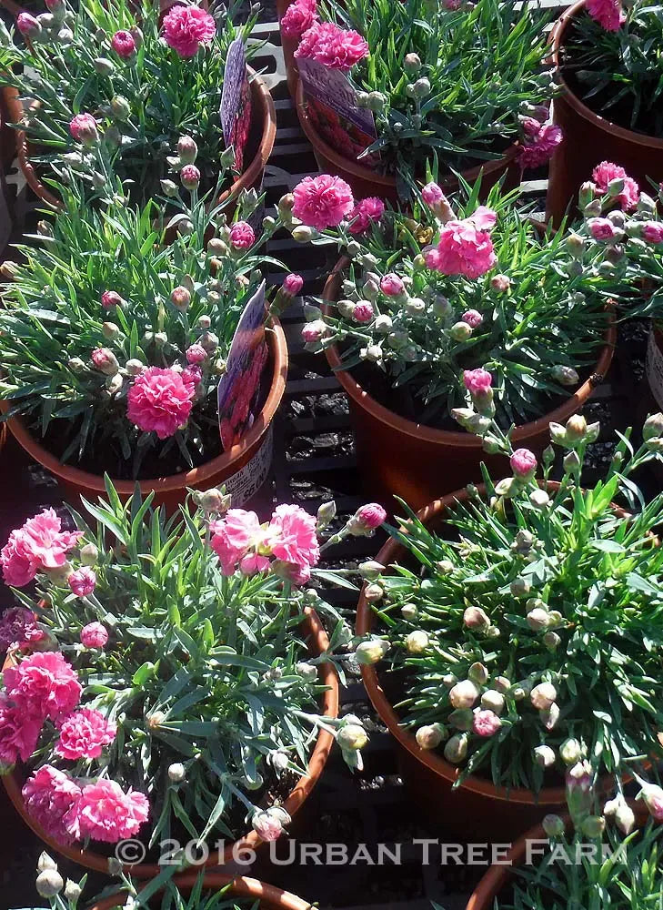 G5303 Dianthus 27scent First Eternity 27 13 5b62e382 88f9 461d 88a9 F2ca85c6d512 from www redcrocus com