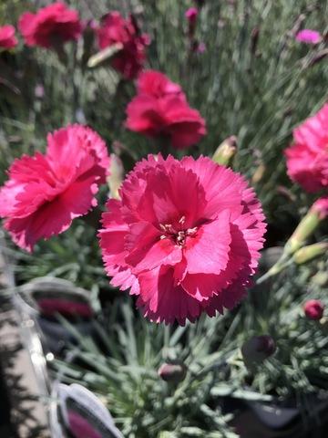 G5303 Dianthus 27scent First Eternity 27 19 F00389bf 8162 4d2e 8d9f 43801564f6ed from www redcrocus com