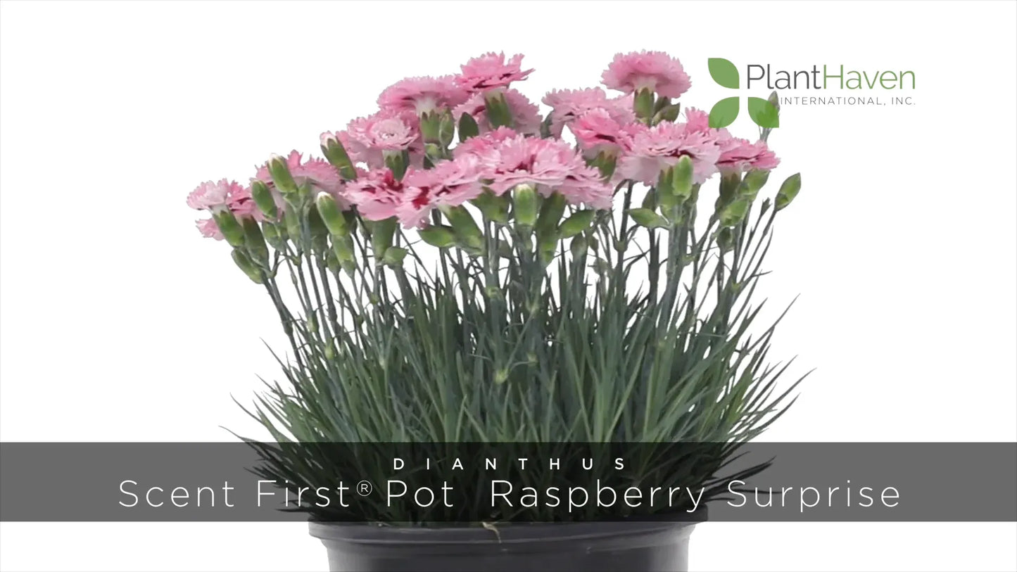 G5303 Dianthus 27scent First Eternity 27 21 Ed9ed98a D936 4b53 B48e Bee27c1db2ae from www redcrocus com