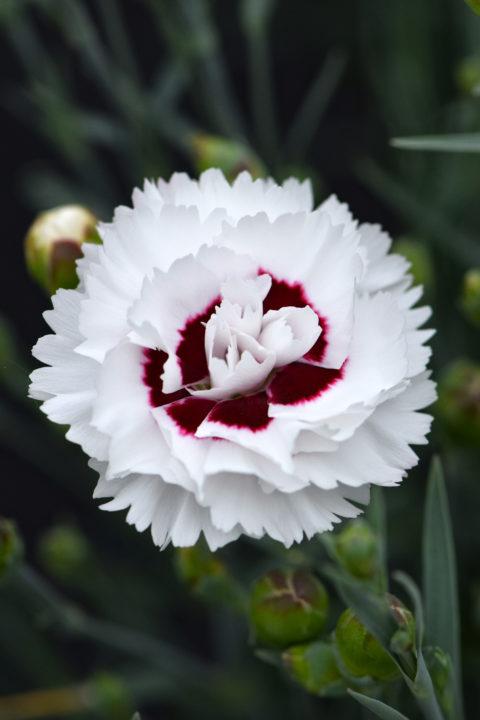 G5303 Dianthus 27scent First Eternity 27 22 B3355bed Dbbf 44df A00e 0114e7c6d6b1 from www redcrocus com
