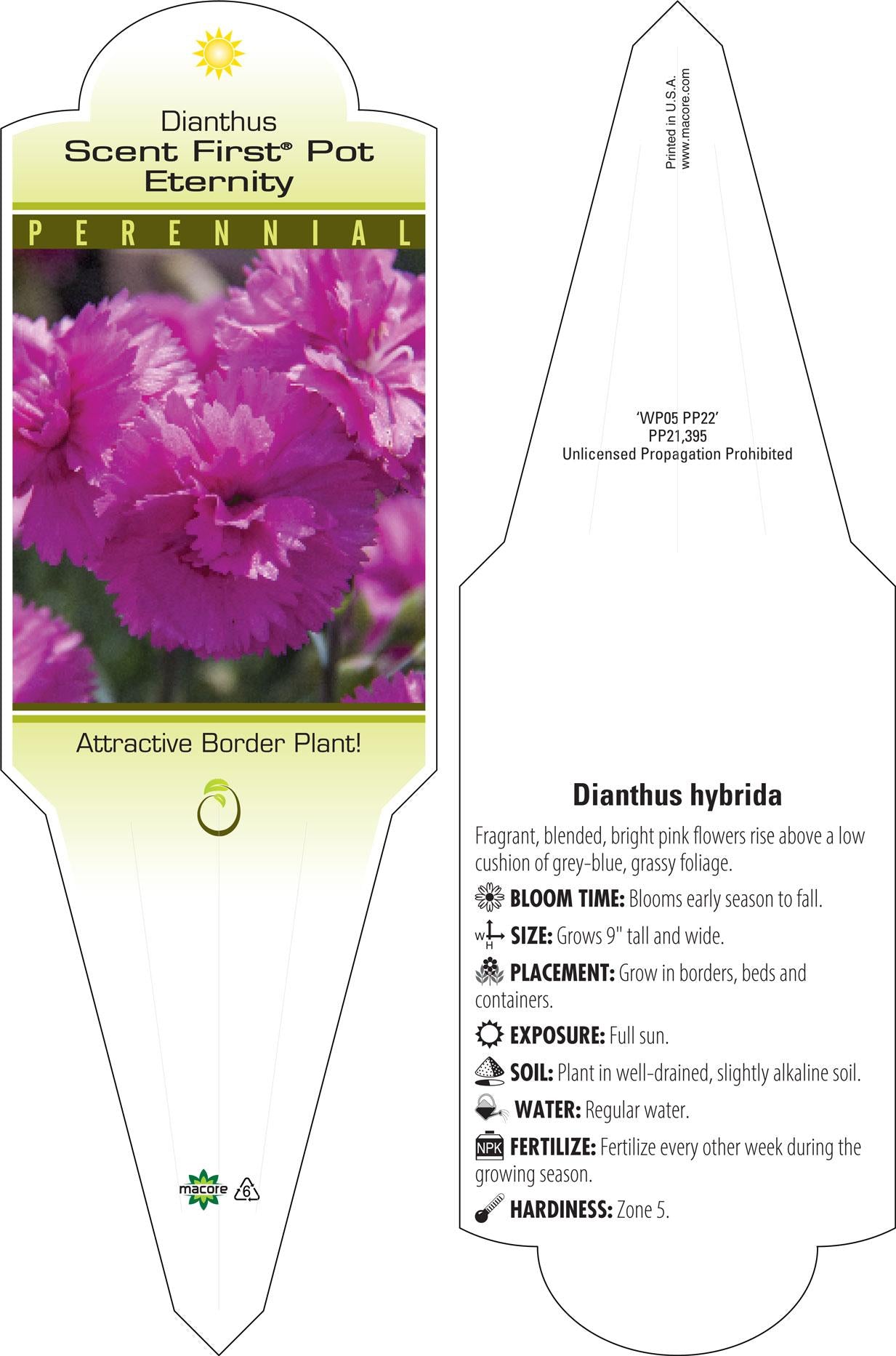 G5303 Dianthus 27scent First Eternity 27 25 Ad04229b 8502 4919 B463 158722710fd2 from www redcrocus com