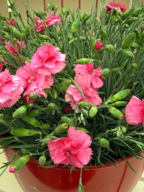 G5303 Dianthus 27scent First Eternity 27 5 29525663 Fbf2 48eb A29e 5abdd71e41e6 from www redcrocus com