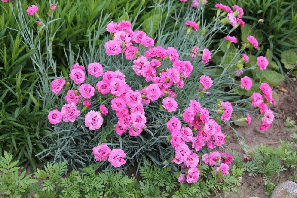 G5303 Dianthus 27scent First Eternity 27 7 Dcbe813c 5554 477e B67a 2d8d36e7cc65 from www redcrocus com