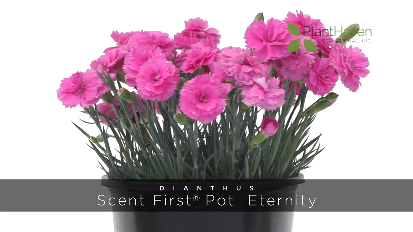 G5303 Dianthus 27scent First Eternity 27 8 2b0cb123 5151 48b9 849c 7f3f079f2930 from www redcrocus com