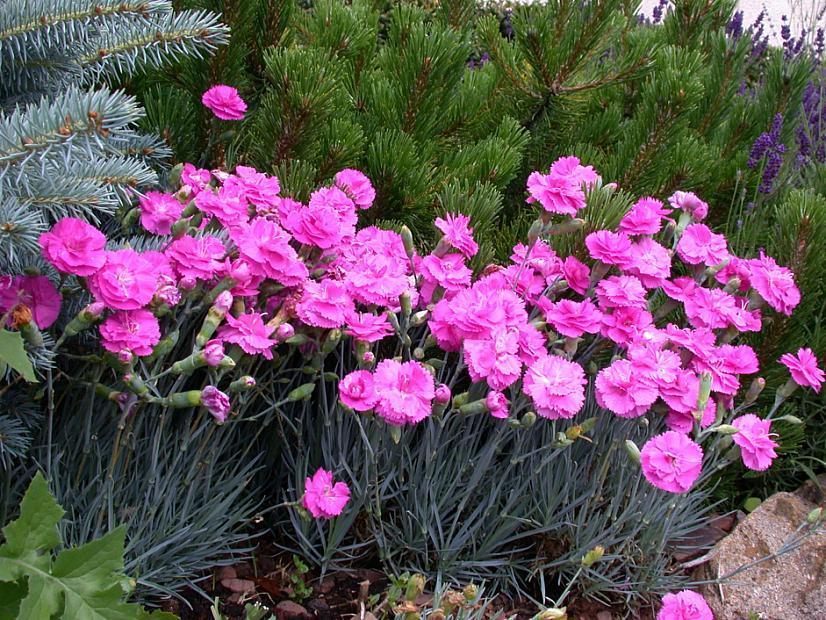 G5304 Dianthus 27scent First Tickled Pink 27 14 Af52e6bf 2c5c 4834 88b6 70546836d4a3 from www redcrocus com