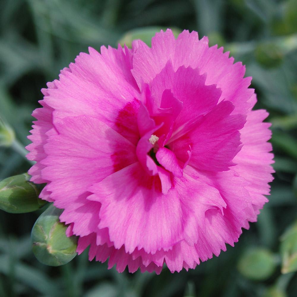 G5304 Dianthus 27scent First Tickled Pink 27 20 B5bfb0cc Ecf6 4792 9b05 2aa7f1d66e19 from www redcrocus com