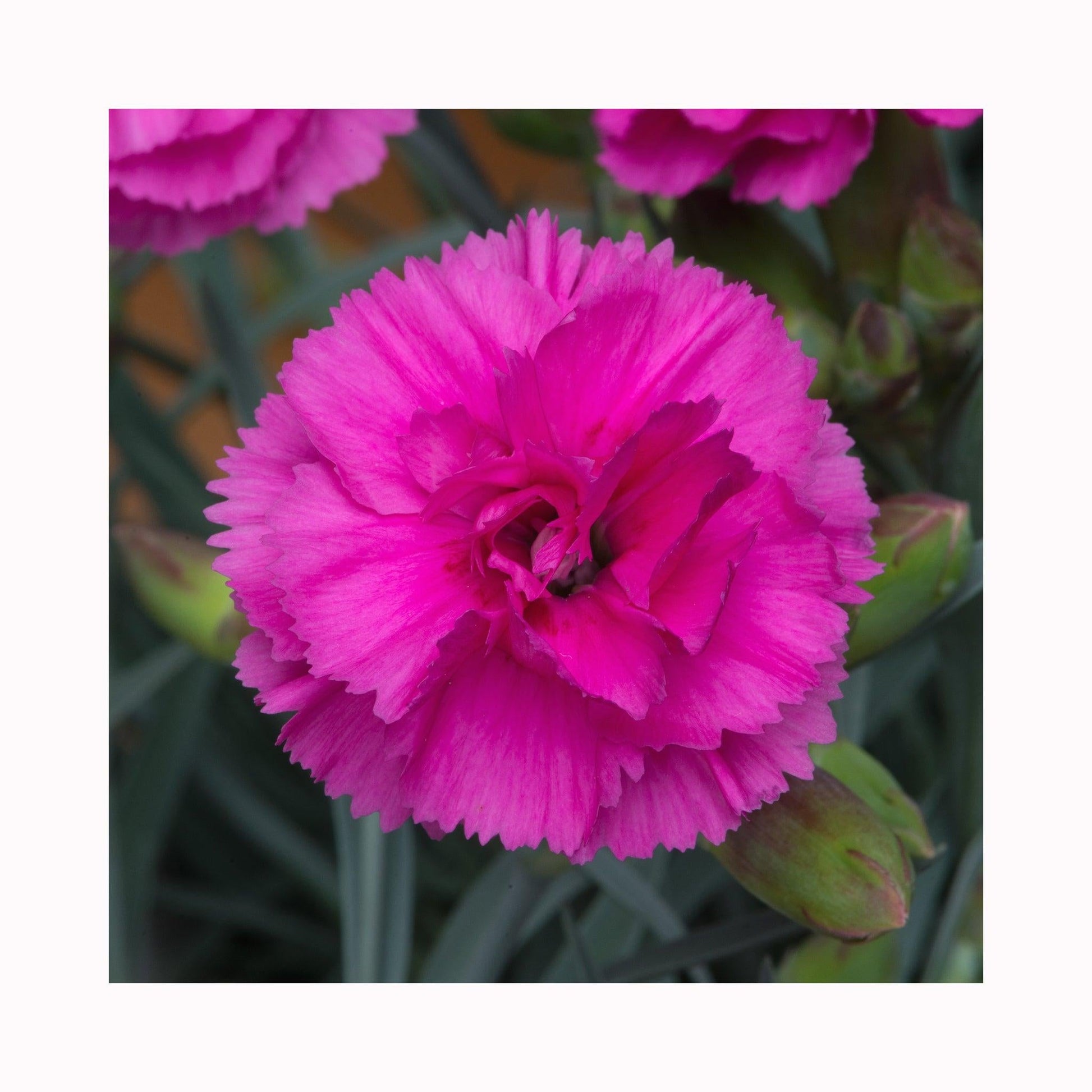 G5304 Dianthus 27scent First Tickled Pink 27 31 769d613d 0fe3 4850 Ad52 Dbdaf405f5d5 from www redcrocus com