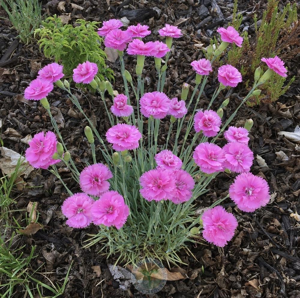 G5304 Dianthus 27scent First Tickled Pink 27 34 D8f3e482 Dc0f 4a19 98a8 Cb8d154694c2 from www redcrocus com