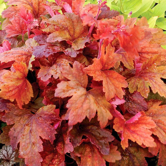 G5306 Heucherella X Sweet Tea - View 10 from www redcrocus com