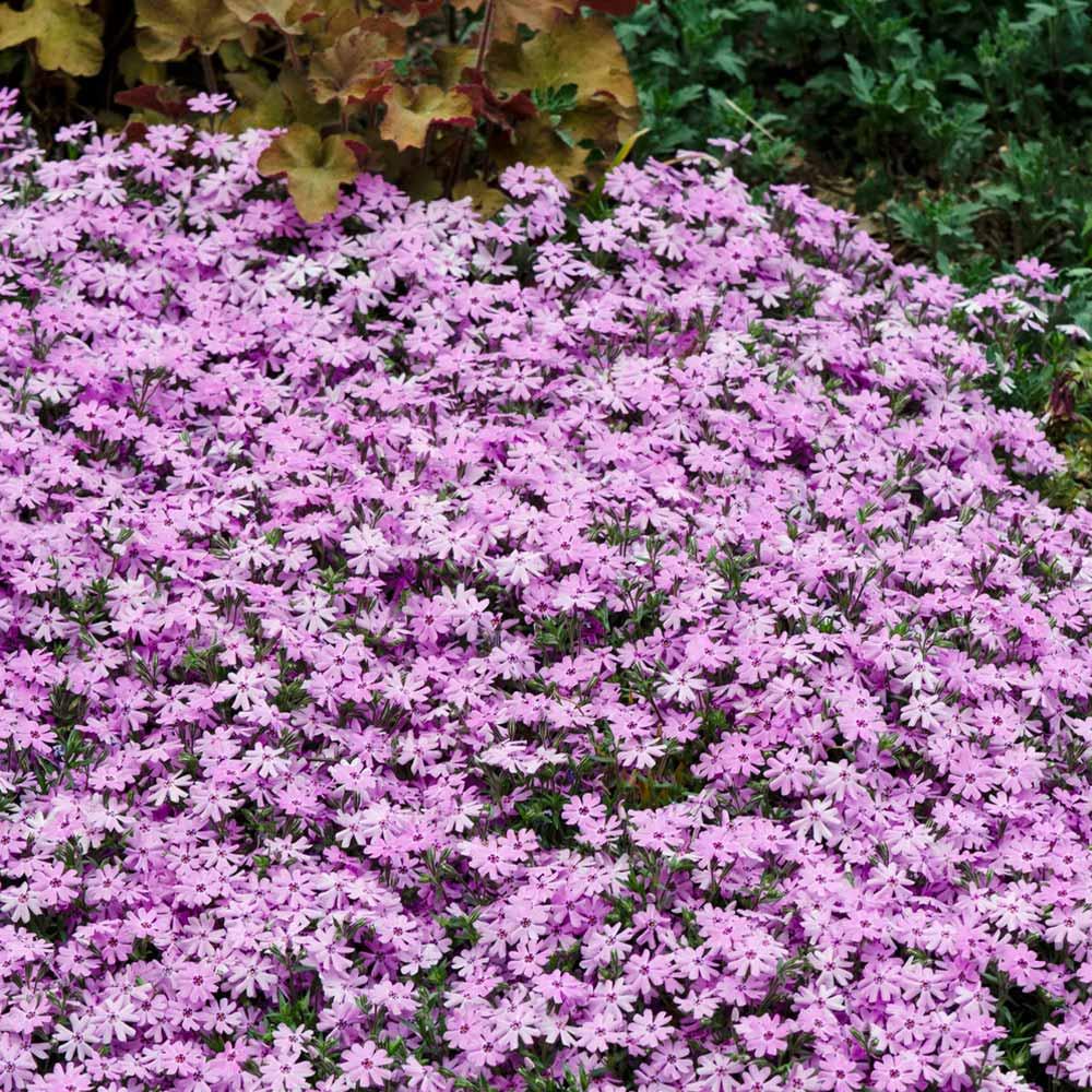 G5308 Phlox Subulata 'fort Hill' - View 13 from www redcrocus com