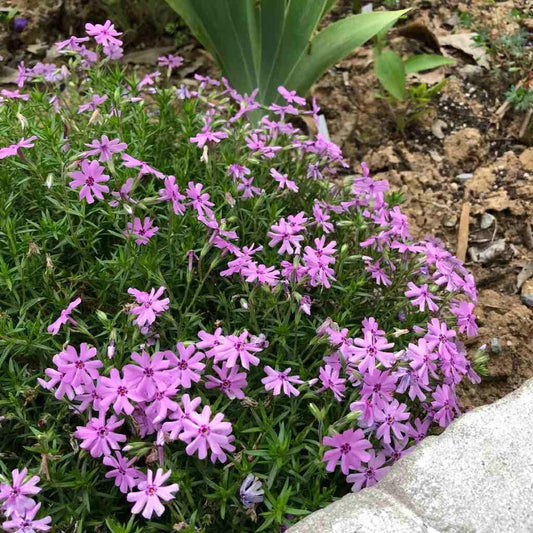 G5308 Phlox Subulata 'fort Hill' - View 20 from www redcrocus com
