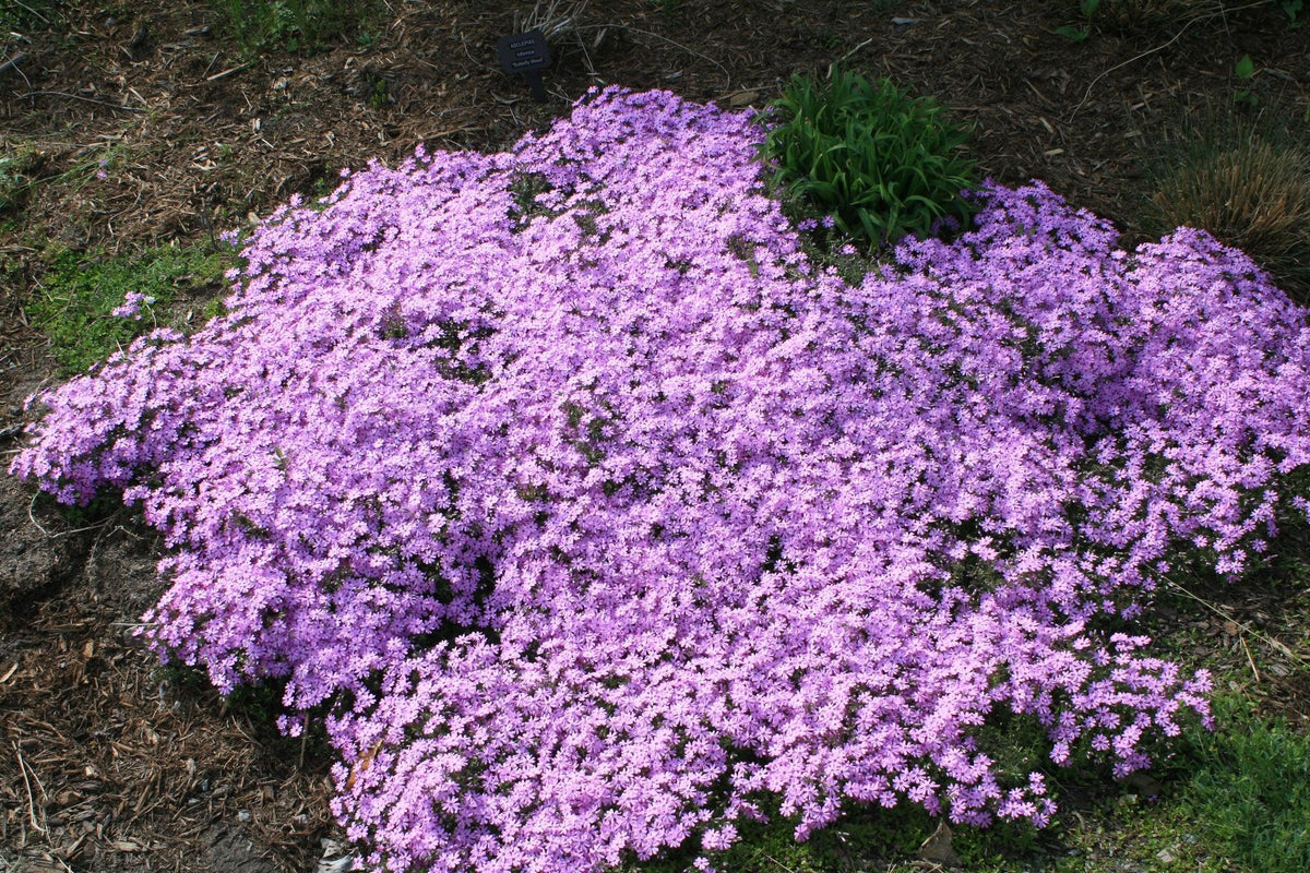 G5308 Phlox Subulata 'fort Hill' - View 2 from www redcrocus com