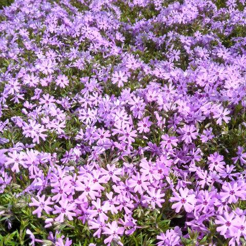 G5308 Phlox Subulata 'fort Hill' - View 31 from www redcrocus com