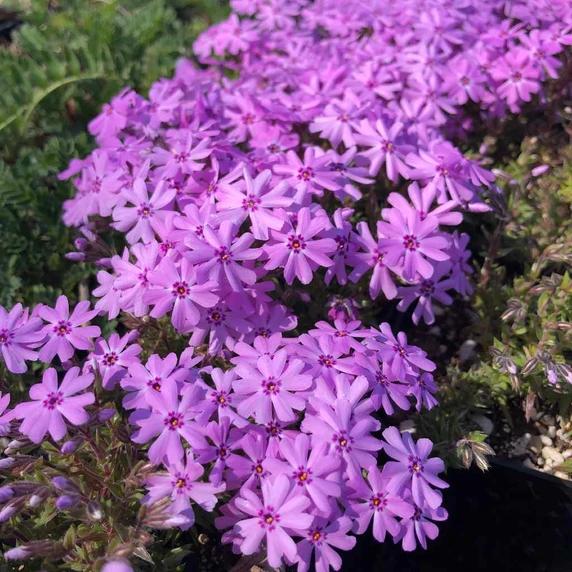G5308 Phlox Subulata 'fort Hill' - View 36 from www redcrocus com