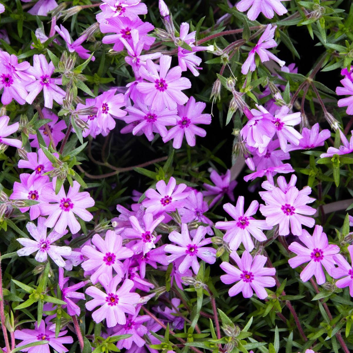 G5308 Phlox Subulata 'fort Hill' - View 40 from www redcrocus com