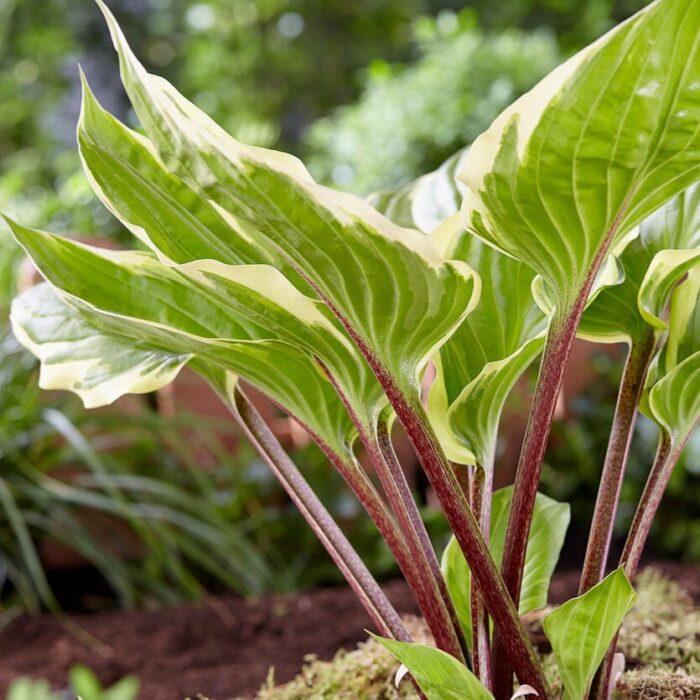 G5312 Hosta X Sorbet 15 D9529bb0 261a 4e70 B759 913a289a0aef from www redcrocus com