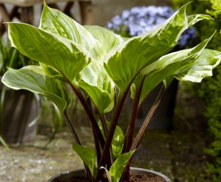 G5312 Hosta X Sorbet 16 32b996cb B3b1 43a5 9f57 Bf7fd46e6b5c from www redcrocus com
