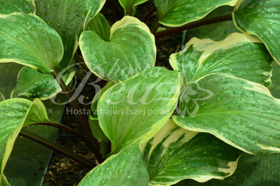 G5312 Hosta X Sorbet 3 09e8abd6 14c1 4b51 803a 87fdeeb2ad19 from www redcrocus com