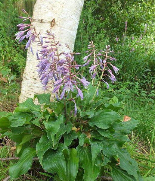 G5312 Hosta X Sorbet 5 C30e5634 F988 439d Ab3c B70dd22c151a from www redcrocus com