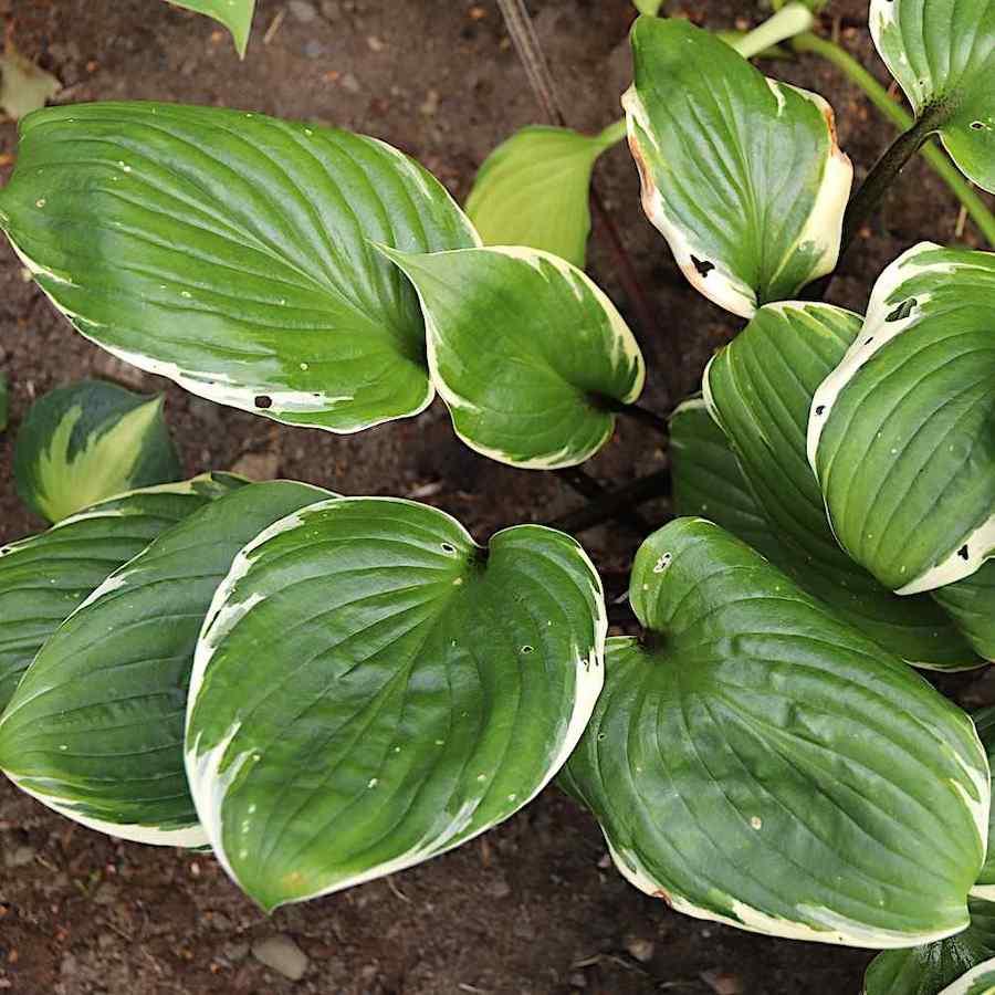 G5312 Hosta X Sorbet - View 8 from www redcrocus com