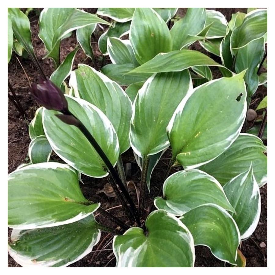 G5312 Hosta X Sorbet 9 10264644 94bb 4248 87e2 522a32c3f246 from www redcrocus com