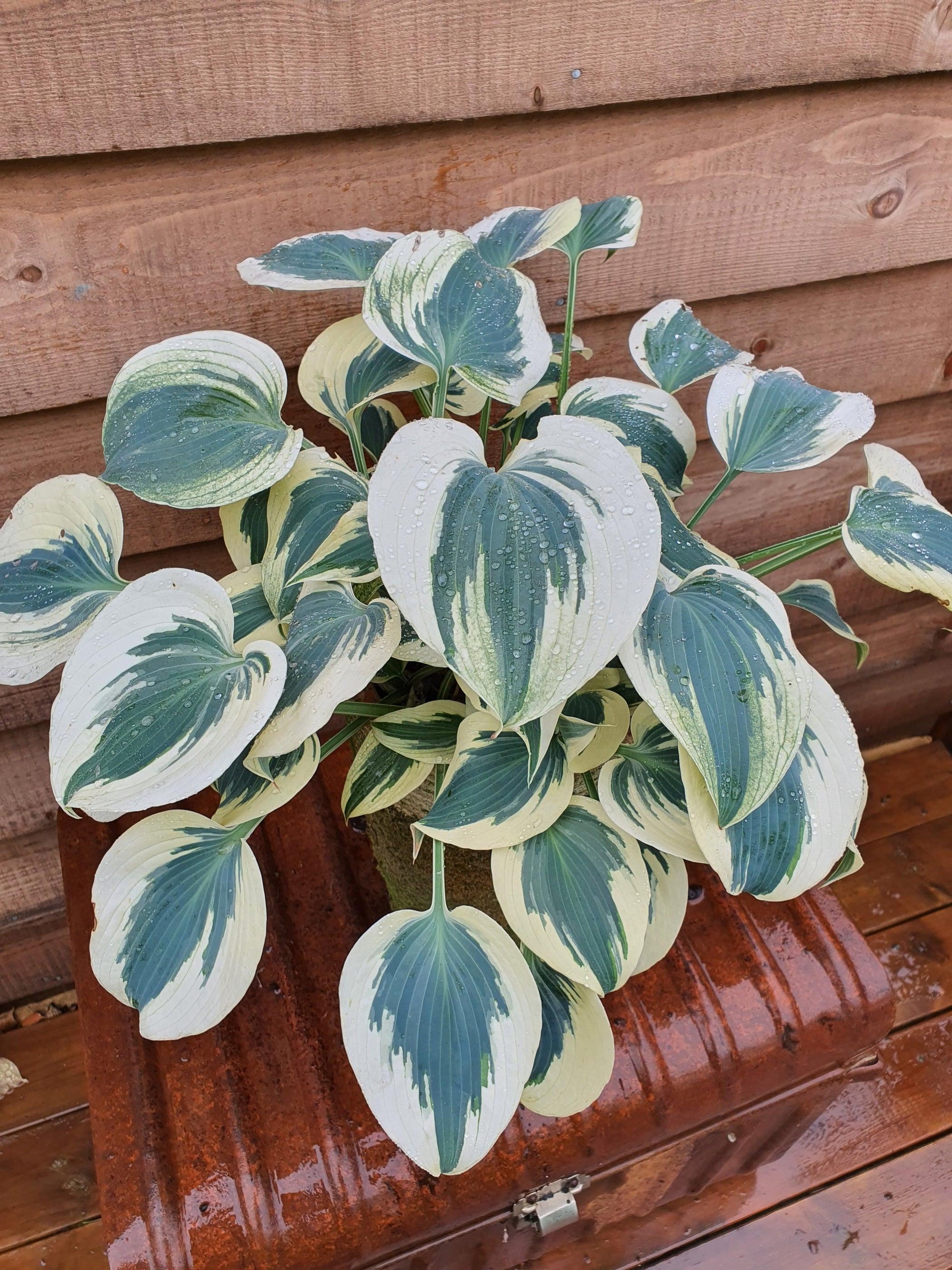 G5313 Hosta X Firn Line - View 16 from www redcrocus com