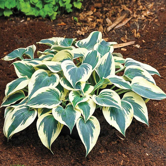 G5313 Hosta X Firn Line - View 1 from www redcrocus com