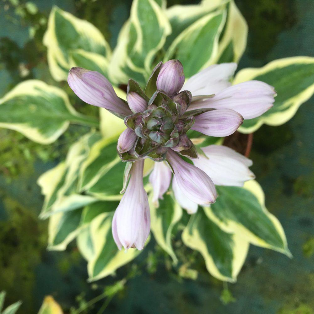 G5313 Hosta X Firn Line - View 2 from www redcrocus com