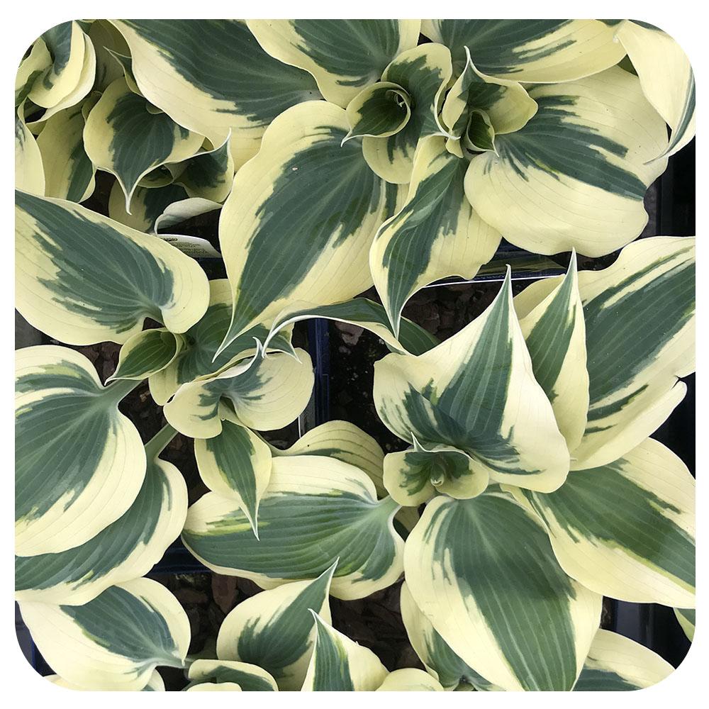 G5313 Hosta X Firn Line - View 6 from www redcrocus com