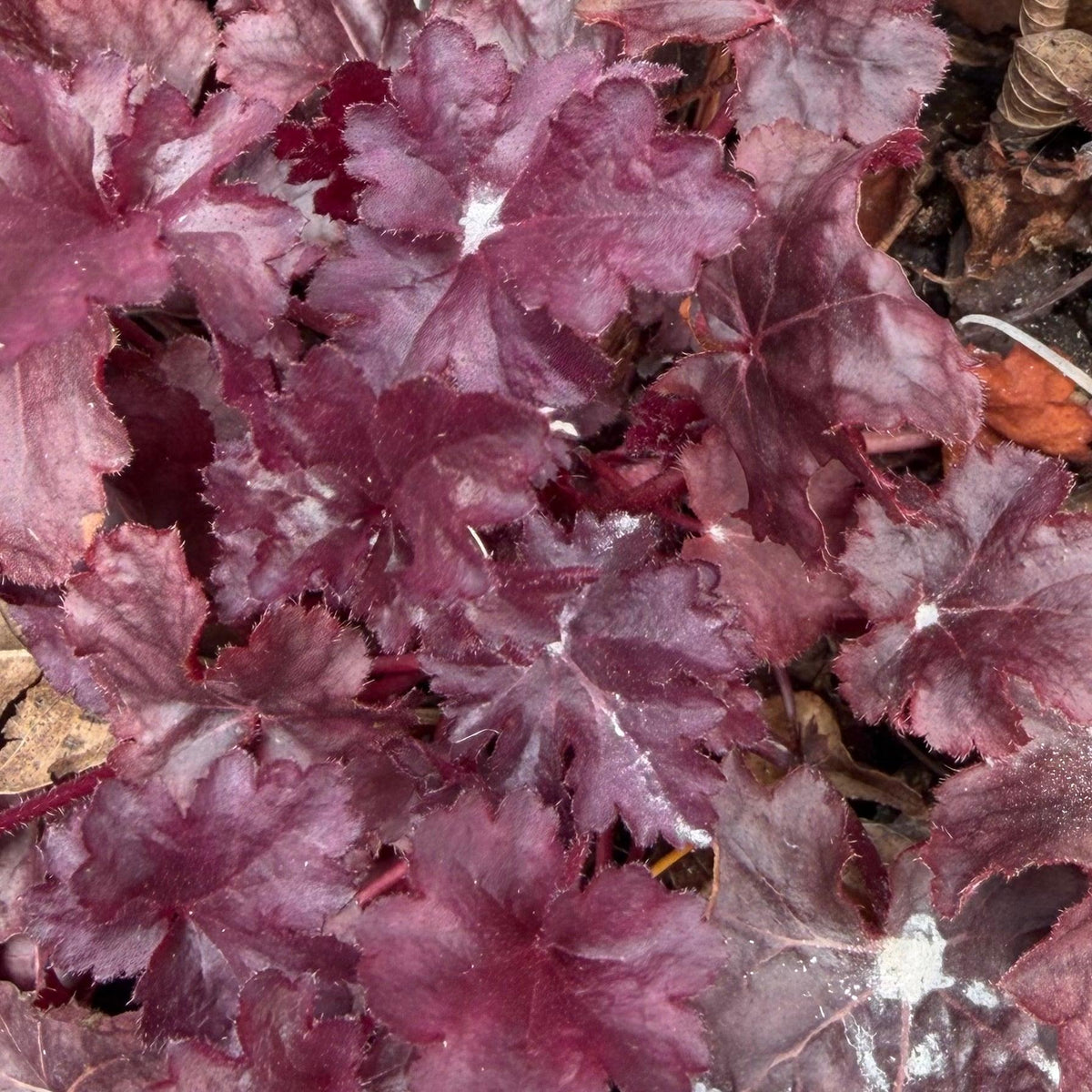 G531 Heuchera X 'plum Pudding' - View 10 from www redcrocus com