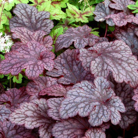G531 Heuchera X 'plum Pudding' - View 12 from www redcrocus com