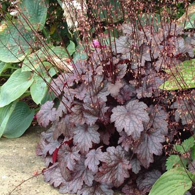 G531 Heuchera X 'plum Pudding' - View 14 from www redcrocus com