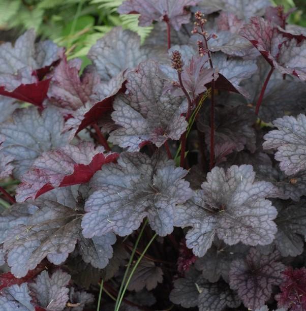 G531 Heuchera X 'plum Pudding' - View 18 from www redcrocus com