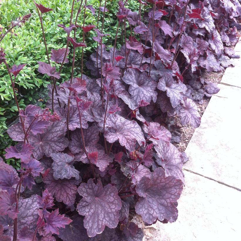 G531 Heuchera X 'plum Pudding' - View 1 from www redcrocus com