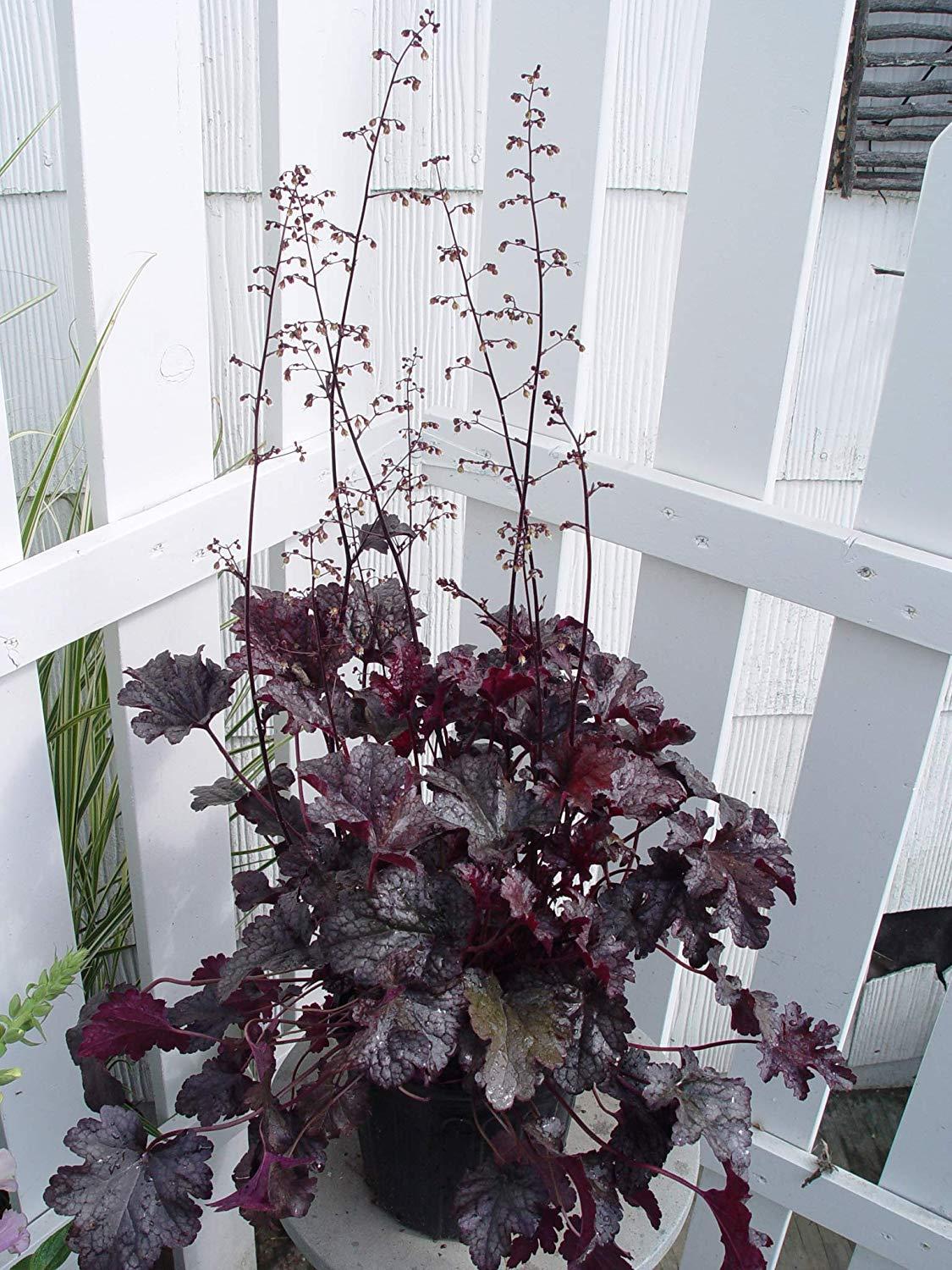 G531 Heuchera X 'plum Pudding' - View 20 from www redcrocus com
