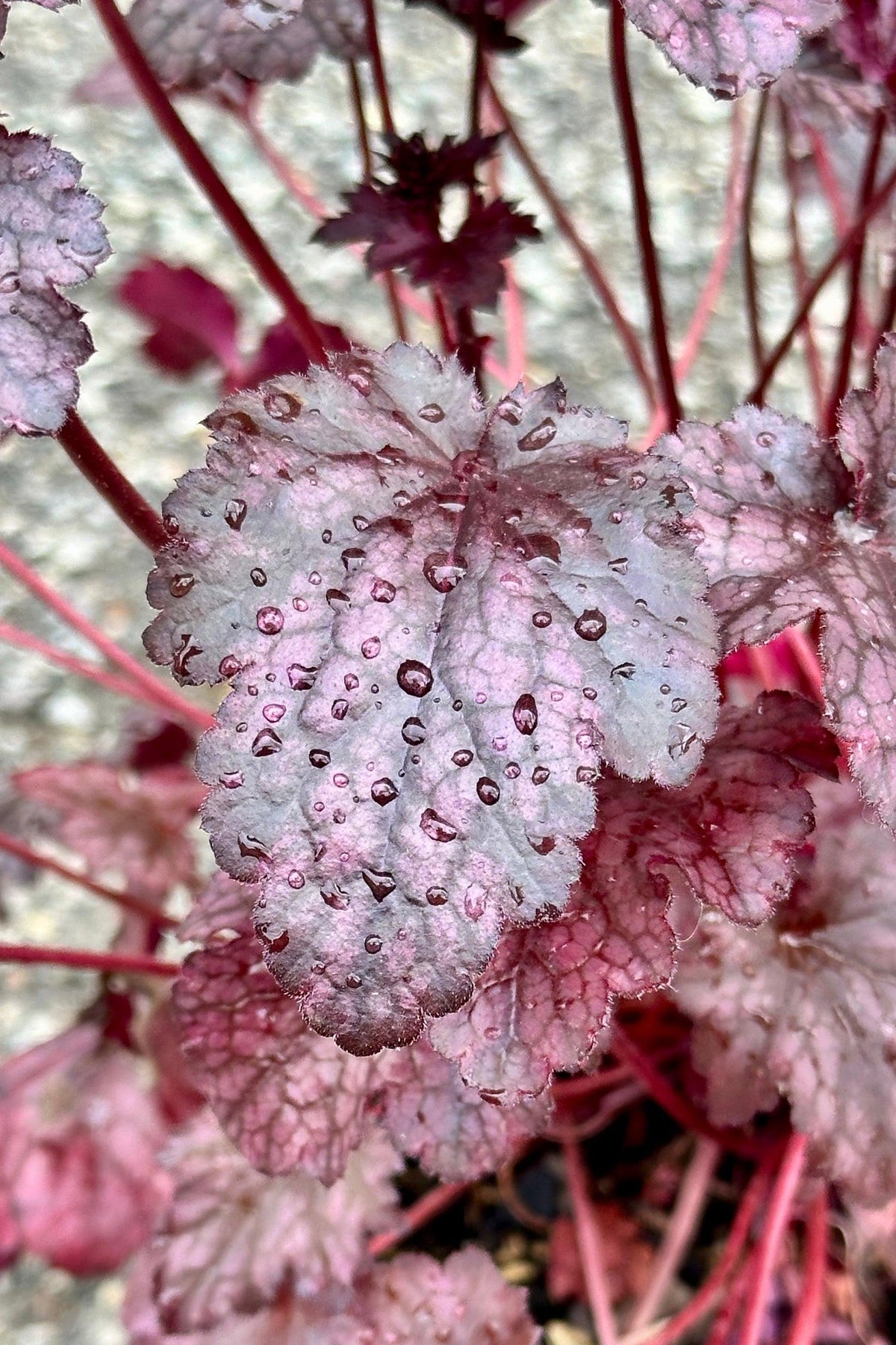 G531 Heuchera X 'plum Pudding' - View 22 from www redcrocus com