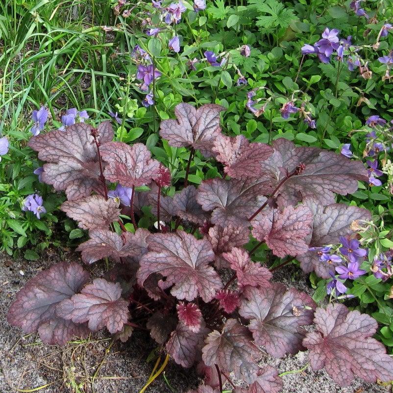G531 Heuchera X 'plum Pudding' - View 23 from www redcrocus com