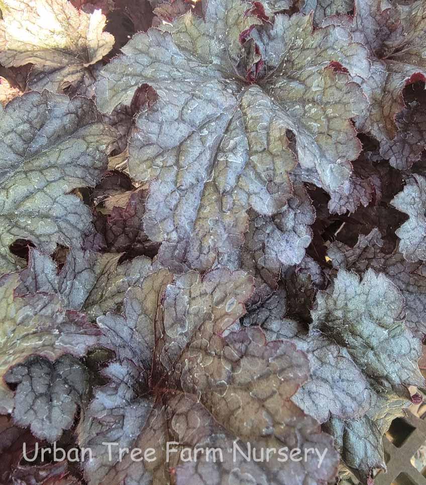G531 Heuchera X 'plum Pudding' - View 27 from www redcrocus com