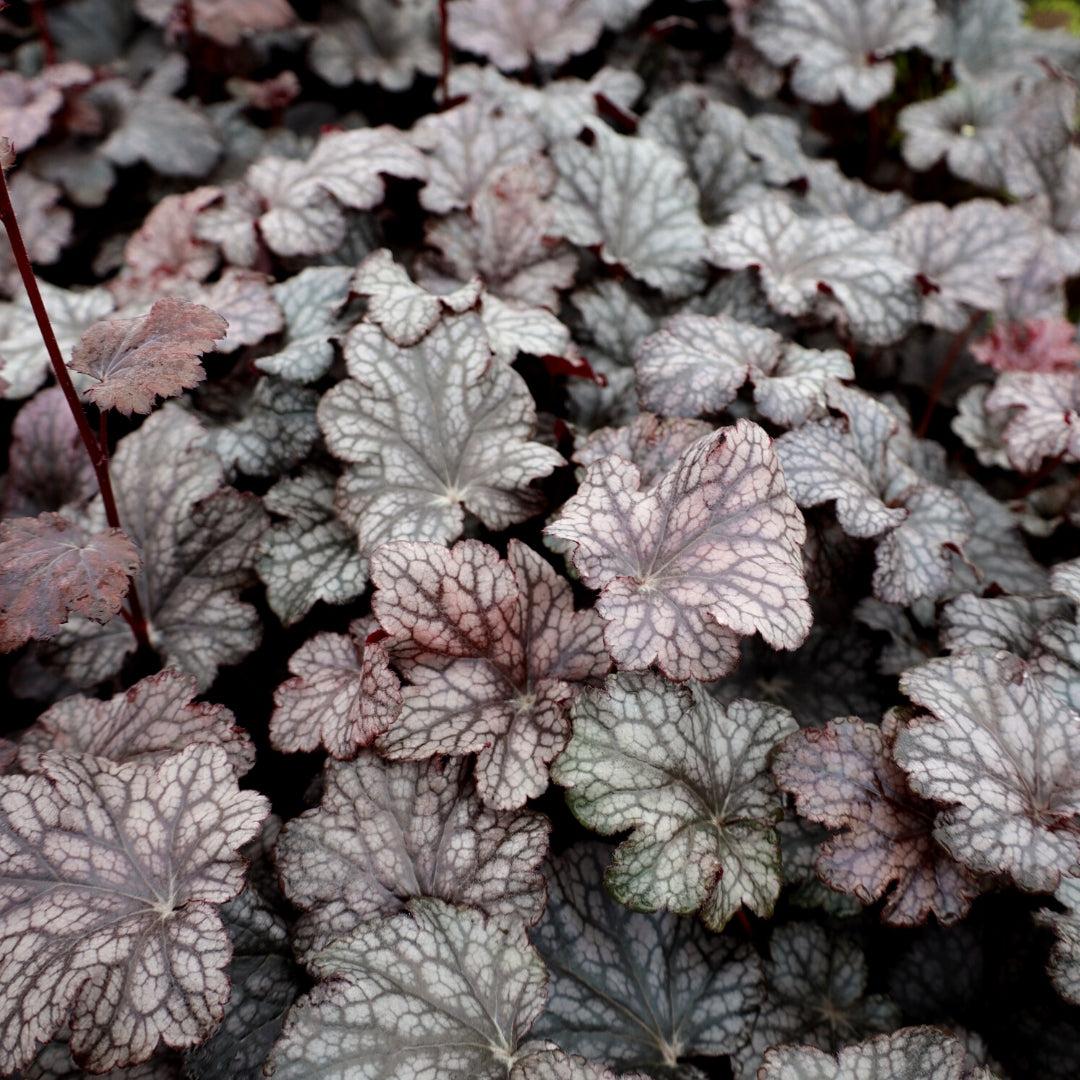 G531 Heuchera X 'plum Pudding' - View 5 from www redcrocus com