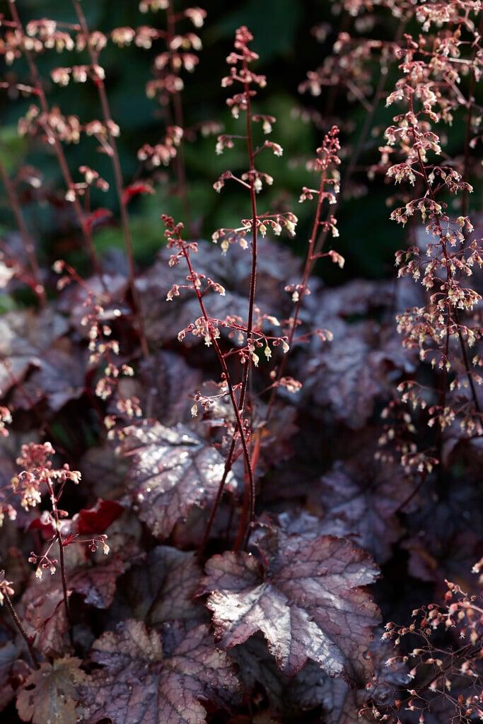 G531 Heuchera X 'plum Pudding' - View 6 from www redcrocus com