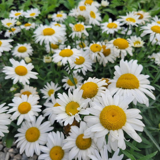 G5348 Leucanthemum Superbum White Lion - View 1 from www redcrocus com