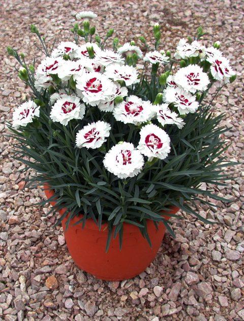 G5353 Dianthus 'scent First Coconut Surprise' - View 10 from www redcrocus com