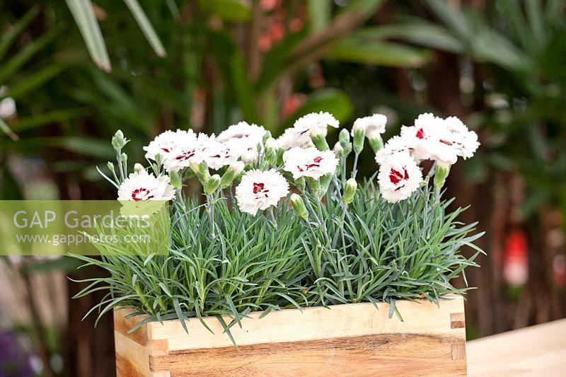 G5353 Dianthus 'scent First Coconut Surprise' - View 13 from www redcrocus com