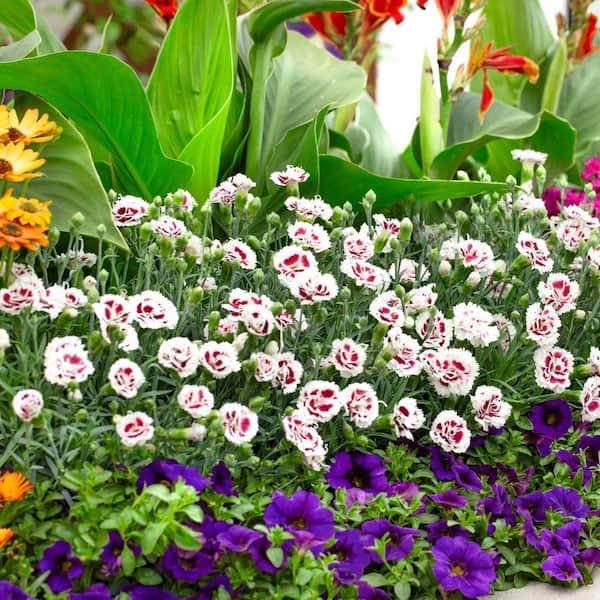 G5353 Dianthus 'scent First Coconut Surprise' - View 21 from www redcrocus com