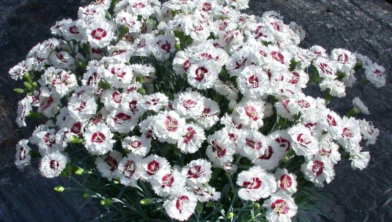 G5353 Dianthus 'scent First Coconut Surprise' - View 24 from www redcrocus com
