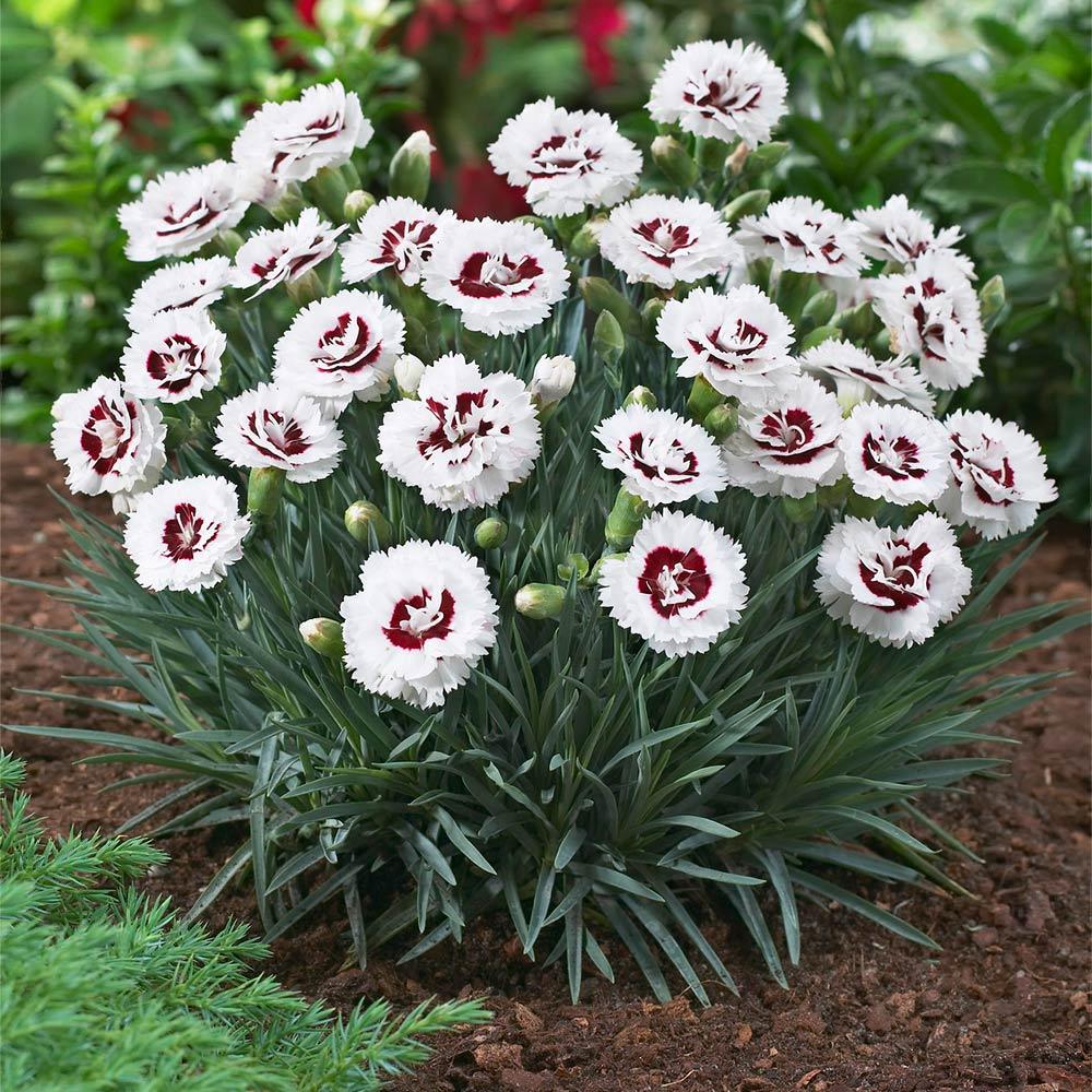 G5353 Dianthus 'scent First Coconut Surprise' - View 3 from www redcrocus com