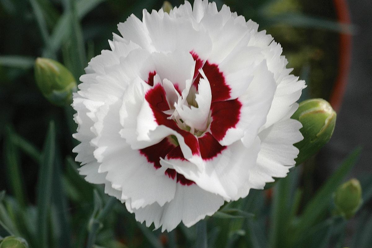 G5353 Dianthus 'scent First Coconut Surprise' - View 5 from www redcrocus com