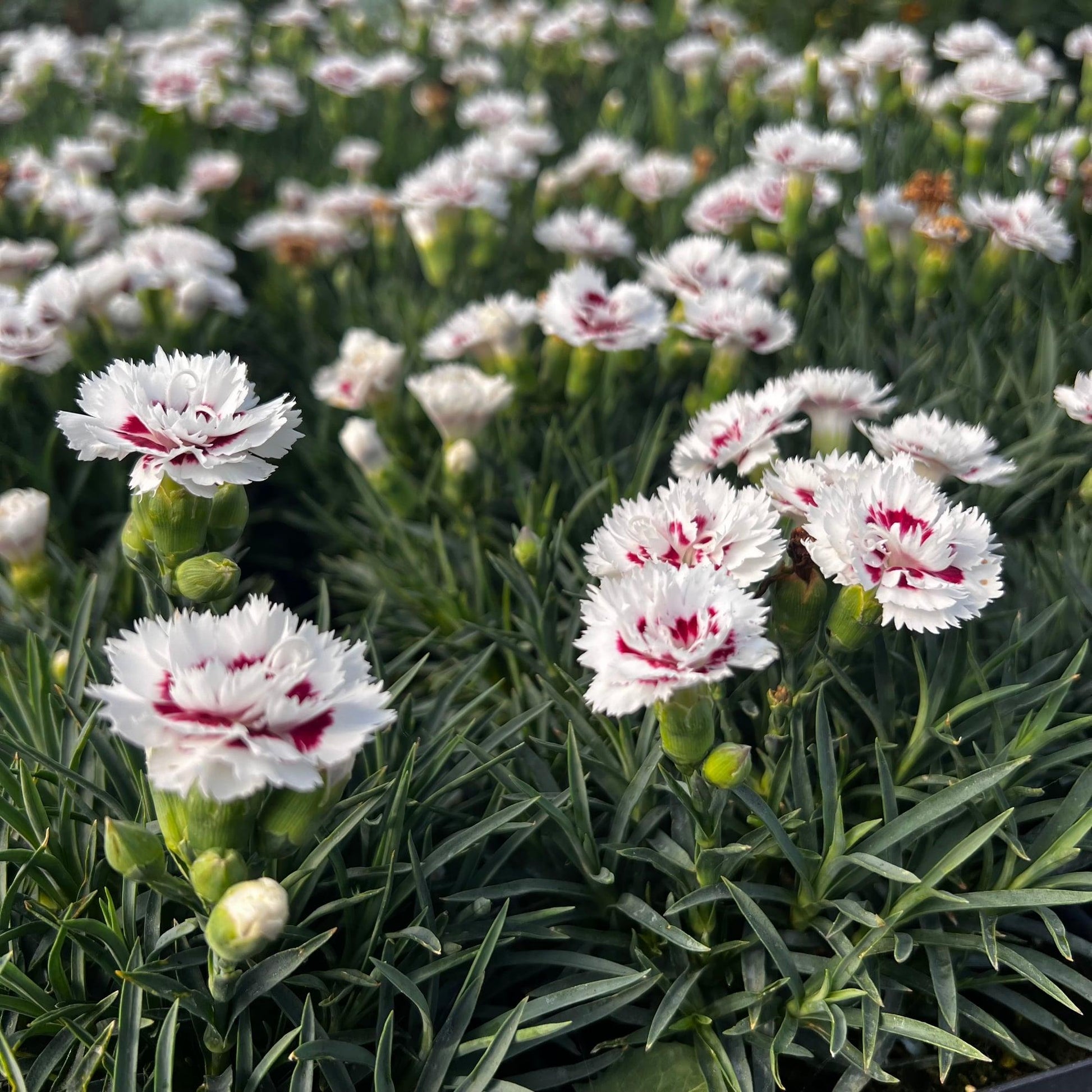 G5353 Dianthus 'scent First Coconut Surprise' - View 9 from www redcrocus com