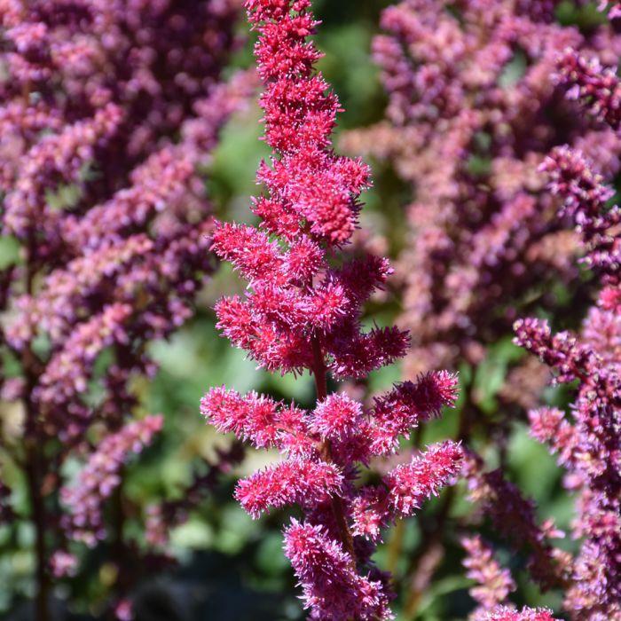 G5369 Astilbe Chinensis 'visions Volcano' - View 11 from www redcrocus com